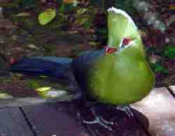 Knysna Loerie