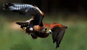 Rock Kestral