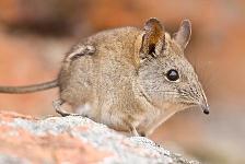 elephant-shrew