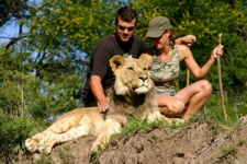 lion walk