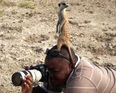 meerkat