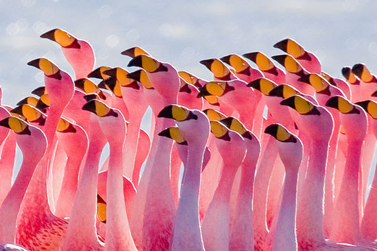 FlamingoesSandwichHarbor Flamingoes Sandwich Harbor
