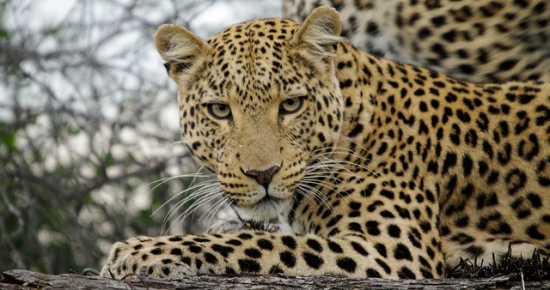 Leopard Otavi Mountains Mundelea Hiking tour Leopard Otavi Mountains Mundelea Hiking tour