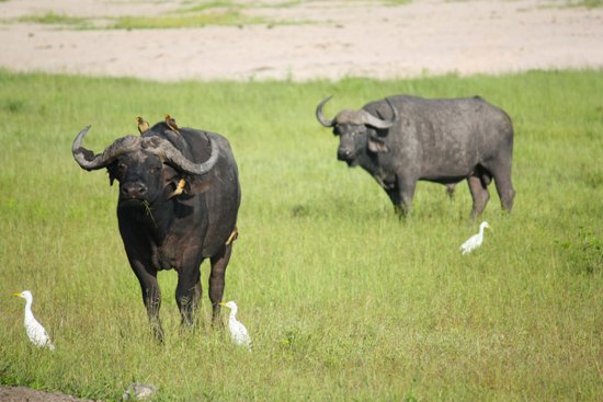 Cape Buffalo Chobe Cape Buffalo Chobe
