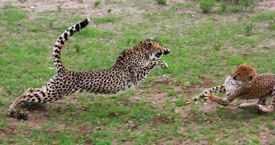 Cheetahs Fighting Otjitotongwe Cheetah Park Namibia
