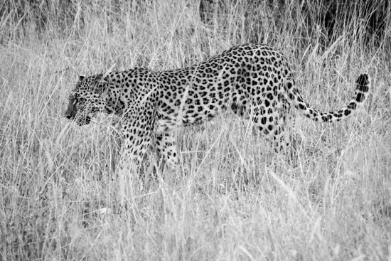 Leopard Etosha Pan Game Park