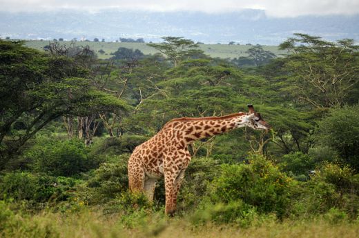 Kenya Safari