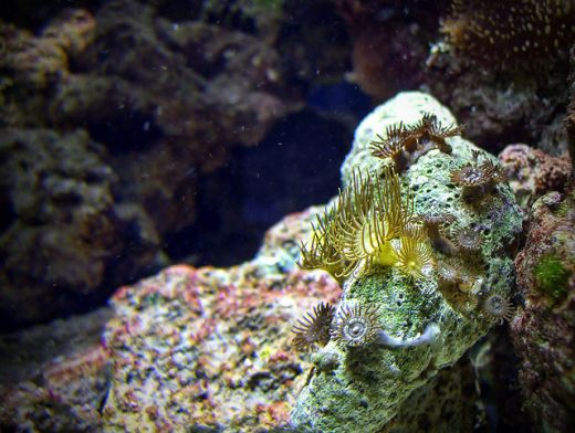 Kenyan Reefs resized Kenyan Reefs resized