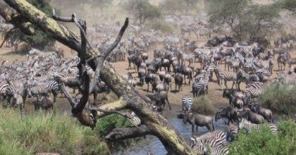 MasaiMara-Kenya-NairobitoCT-resized Nairobi to Cape Town Epic Overland Trip
