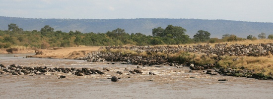 Wildebeest Crossing Mara River Great Migration