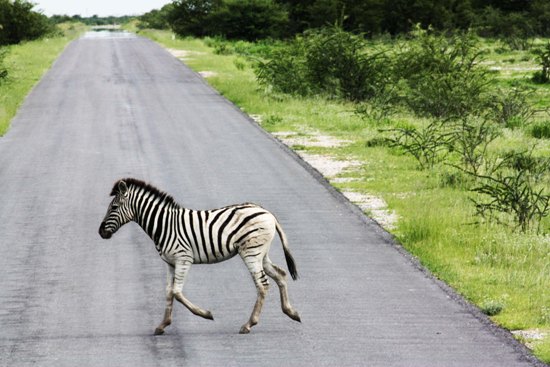 Zebra Crossing Etosha Game Park