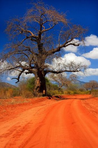 baobab kenya dessert by Barbara R Jones resized baobab kenya dessert by Barbara R Jones resized