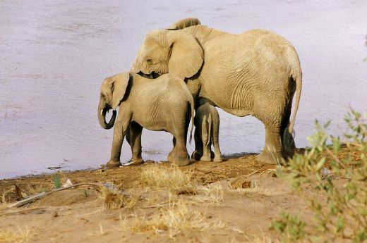 elephants by detany resized elephants by detany resized