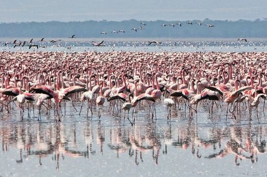 flamingoes by Shawna Nelles resized flamingoes by Shawna Nelles resized