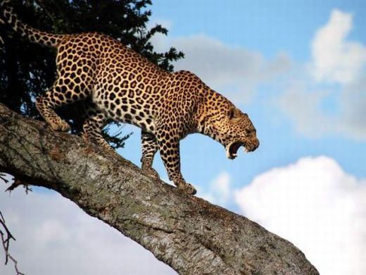 leopard-tree-kenya_by Brian Helmuth resized leopard-tree-kenya_by Brian Helmuth resized