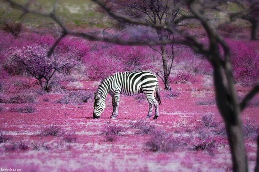 zebra purple fields by Ben Heine resized zebra purple fields by Ben Heine resized