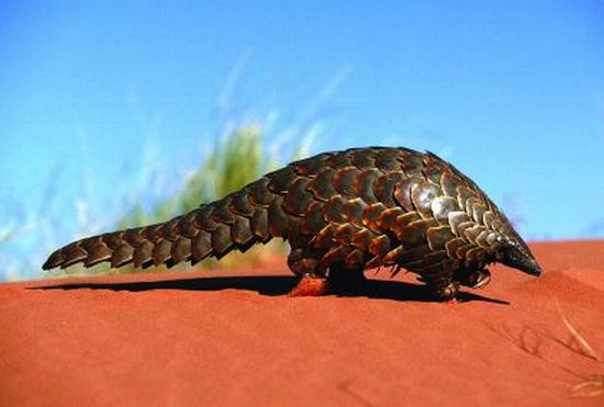 Armidillo in Africa