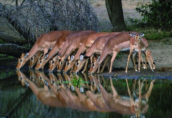 Buck drinking water