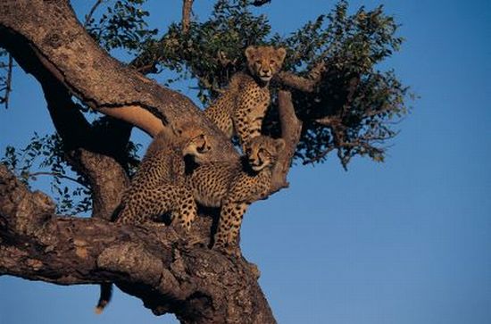 Cheetah cubs perched in a tree