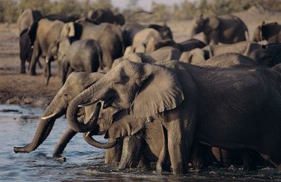 Elephant herd