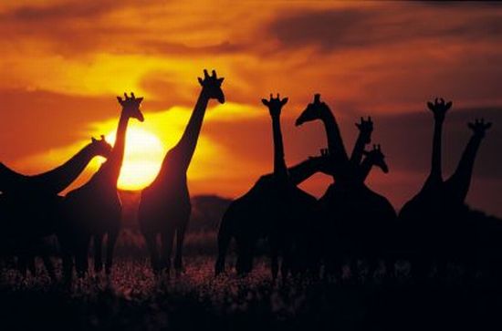 Giraffes at sunset