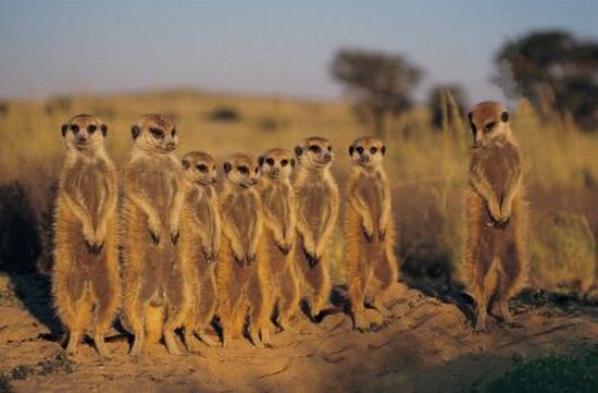 Meerkats-resized