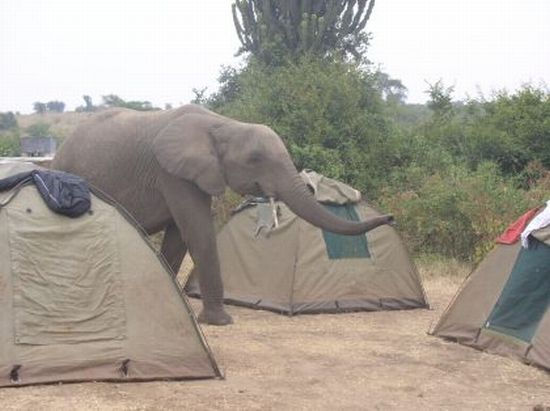 A typical overlanding tent site