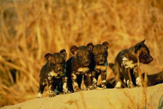 Wild-dog-pups-resized
