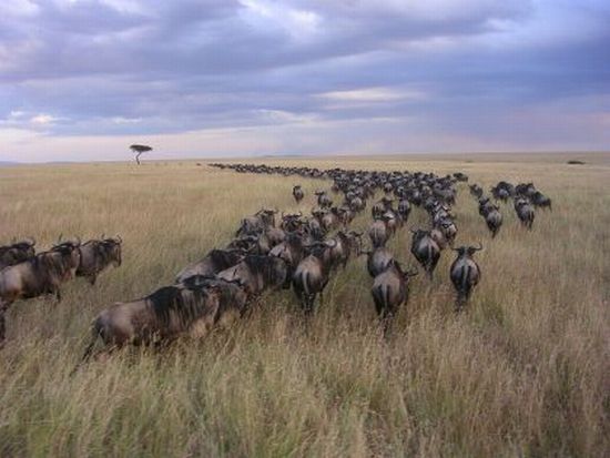 Wildebeest migration