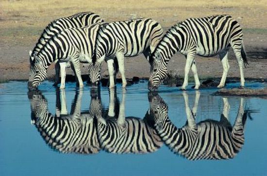 Zebras reflection