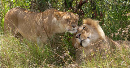 wildlife-wonderland wildlife-overlanding africa tours