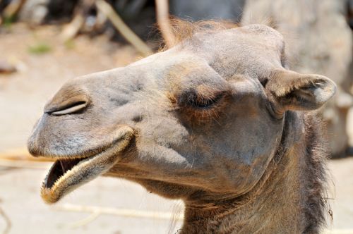 Camel_culling_by_Tambako_the_Jaguar_2 Camel_culling_by_Tambako_the_Jaguar_2