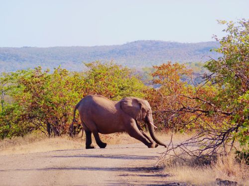 Kruger_National_Park_Booze_Ban_by_David_W_Siu_2 Kruger_National_Park_Booze_Ban_by_David_W_Siu_2