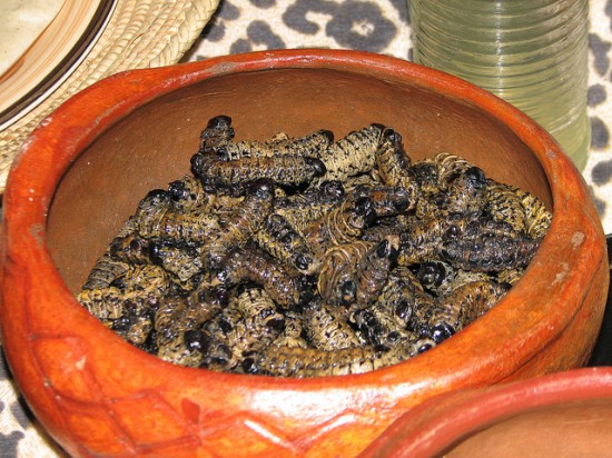Mopane_Worms_byNH53