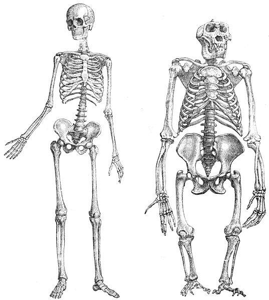 Hominids Hominids