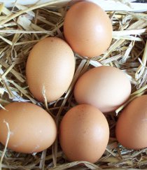 eggs-best-camping-food-ideas eggs-best-camping-food-ideas