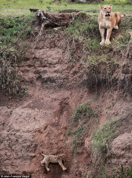 lion-cub-saved-by-mother-2