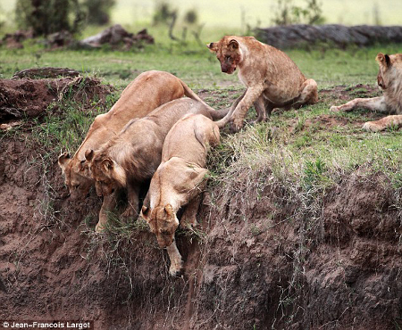 lion-cub-saved-by-mother-3