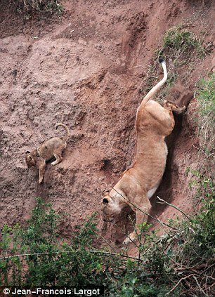 lion-cub-saved-by-mother-4