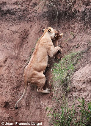lion-cub-saved-by-mother-5