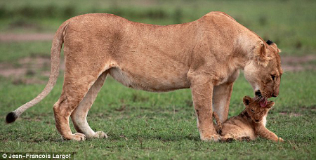 lion-cub-saved-by-mother-6