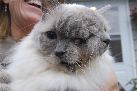 Two-Faced-Cat