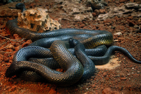 Black-Mamba-venom Black-Mamba-venom
