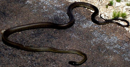 black-mamba-eyewitness black-mamba-eyewitness