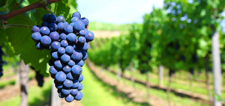 new-wine-route