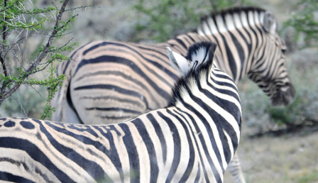 Etosha-national-park Etosha-national-park