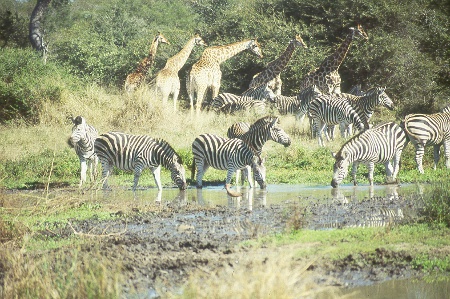 Kruger-national-park-waterhole Kruger-national-park-waterhole