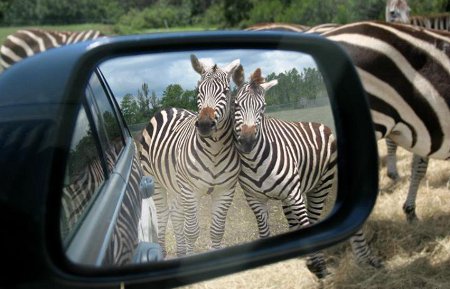 Top-10-Best-Wildlife-Photos1