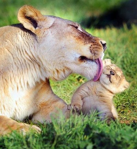 Top-10-Best-Wildlife-Photos10
