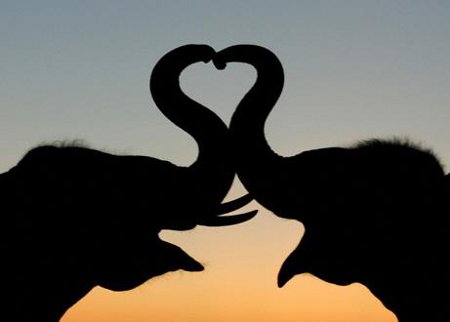 Top-10-Best-Wildlife-Photos3